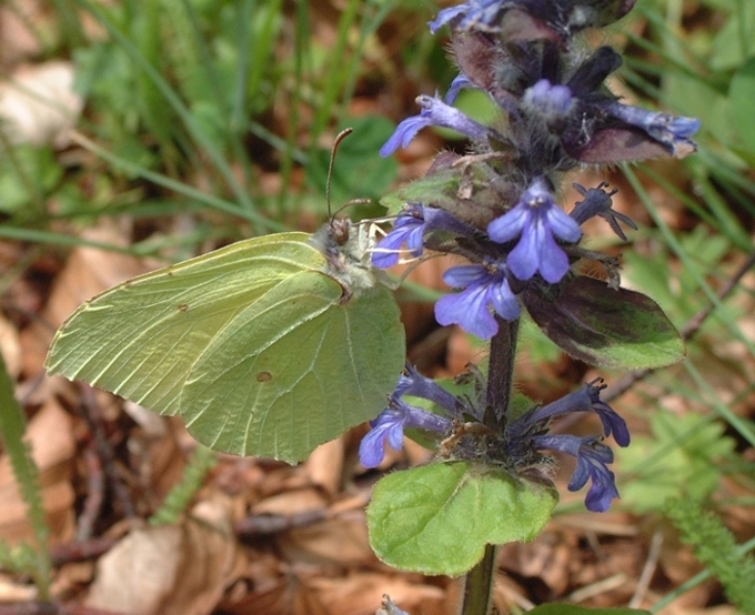 Gonepteryx rhamni